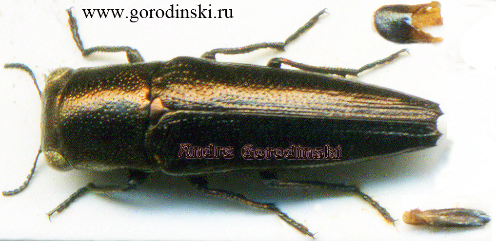 http://www.gorodinski.ru/buprestidae/Sphenoptera gossypii.jpg